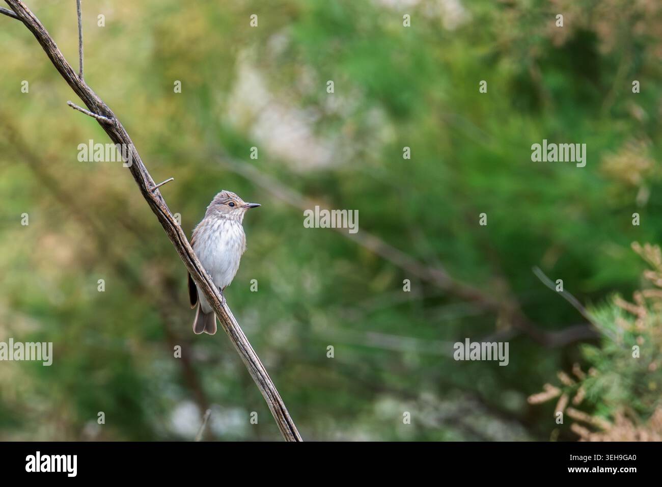 Wildfleckenfänger (Muscicapa striata) beobachtet seine Umwelt von einem Zweig aus Stockfoto