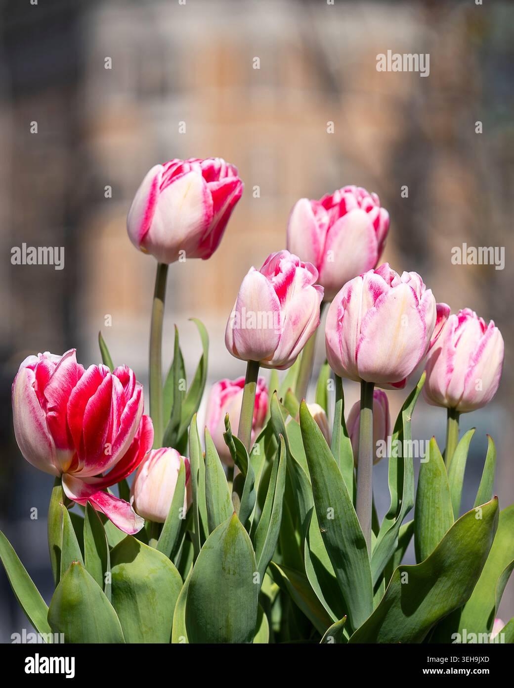 Rosafarbene und weiße Tulipa „Angélique“-Tulpen blühen im warmen Frühlingssonnenlicht mit einem sanft verschwommenen urbanen Hintergrund. Stockfoto