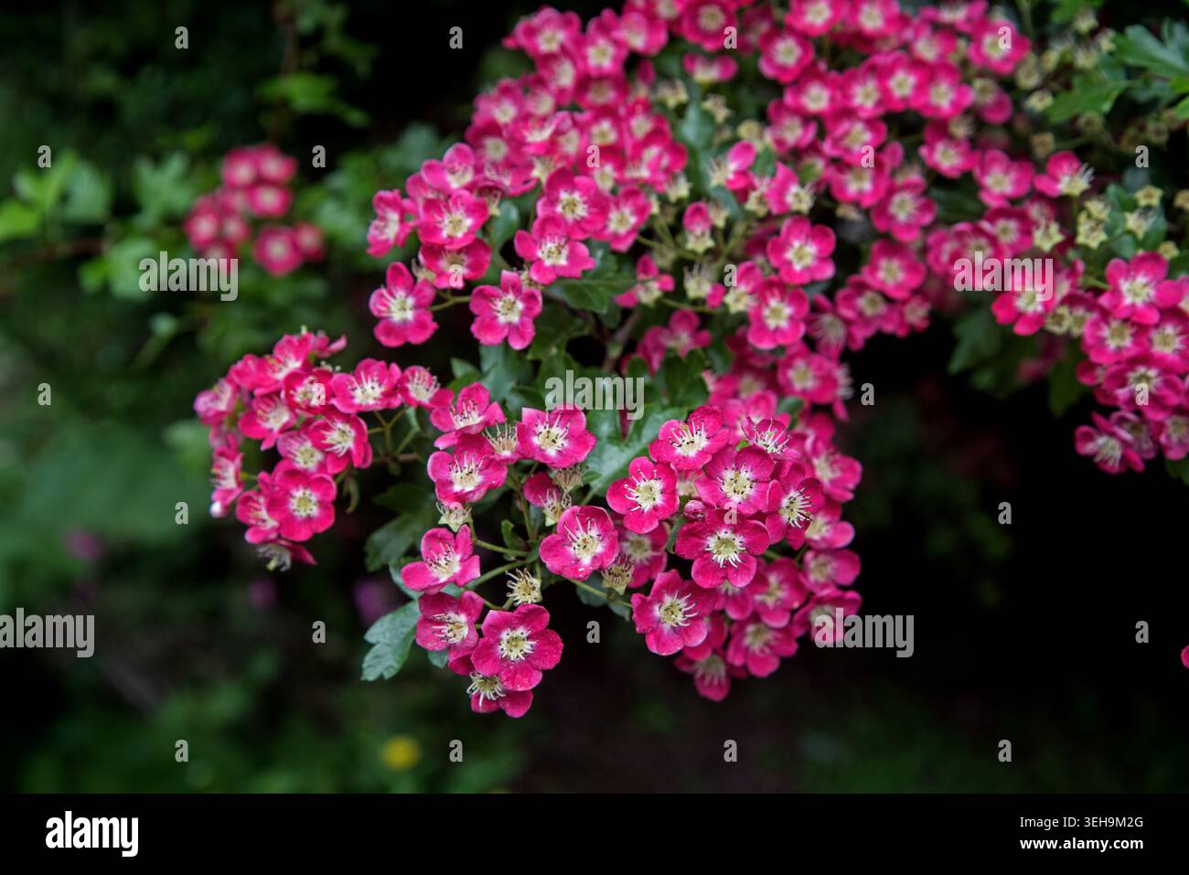 Weißdorn, Crataegus laevigata, blüht im Frühling. Stockfoto