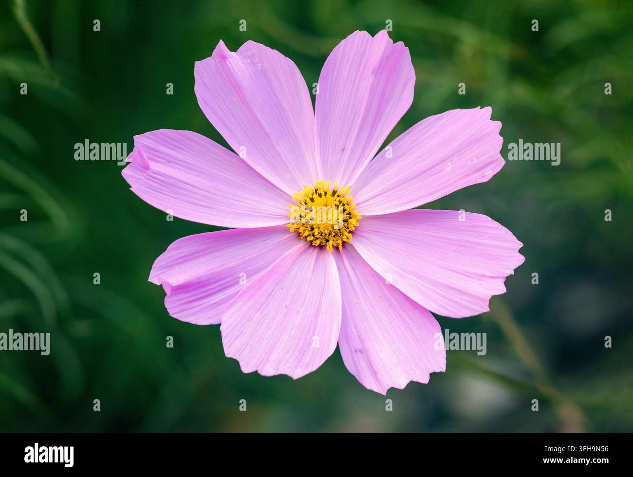 Einzelne schöne Gartenkosmos Blume auf dunkelgrünem Hintergrund. Stockfoto