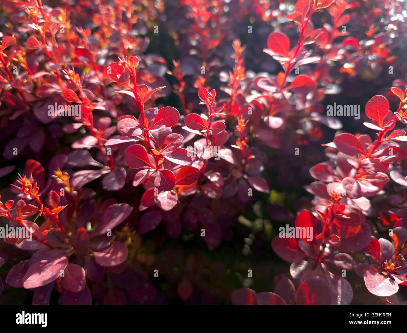 Rote Thunberger Berberberitze füllen den Gartenbereich mit ihrem hellen Laub unter dem Sonnenlicht. Sie gedeihen tagsüber in dieser warmen Umgebung Stockfoto