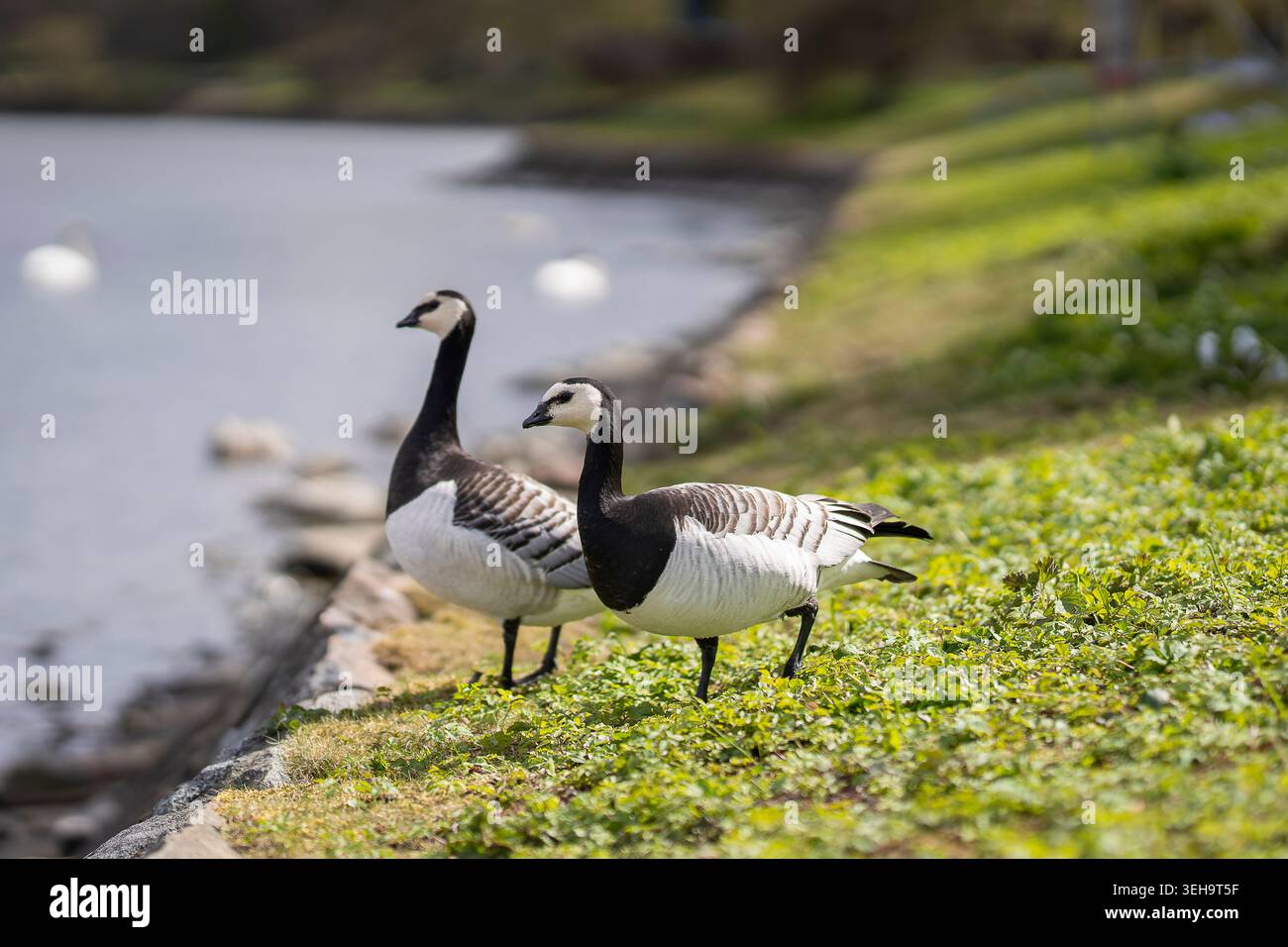 Barnacle Gänse (Branta leucopsis), die an einem sonnigen Frühlingnachmittag am See im Lusthusportens Park in Stockholm ruhen. Stockfoto