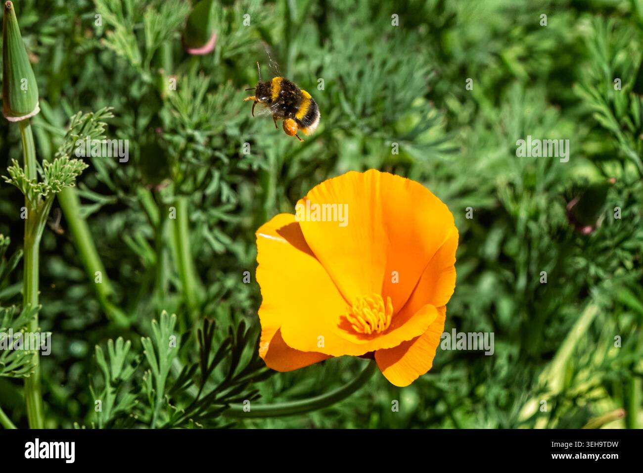 Nahaufnahme einer Hummel, die in Wiltshire, Großbritannien, über orangefarbenen kalifornischen Kacken mit vollen Pollensäcken fliegt Stockfoto