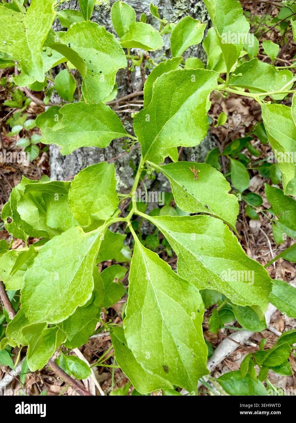Asiatischer Bittersüß (Celastrus orbiculatus) wächst wild in Brewster, Massachusetts. Stockfoto