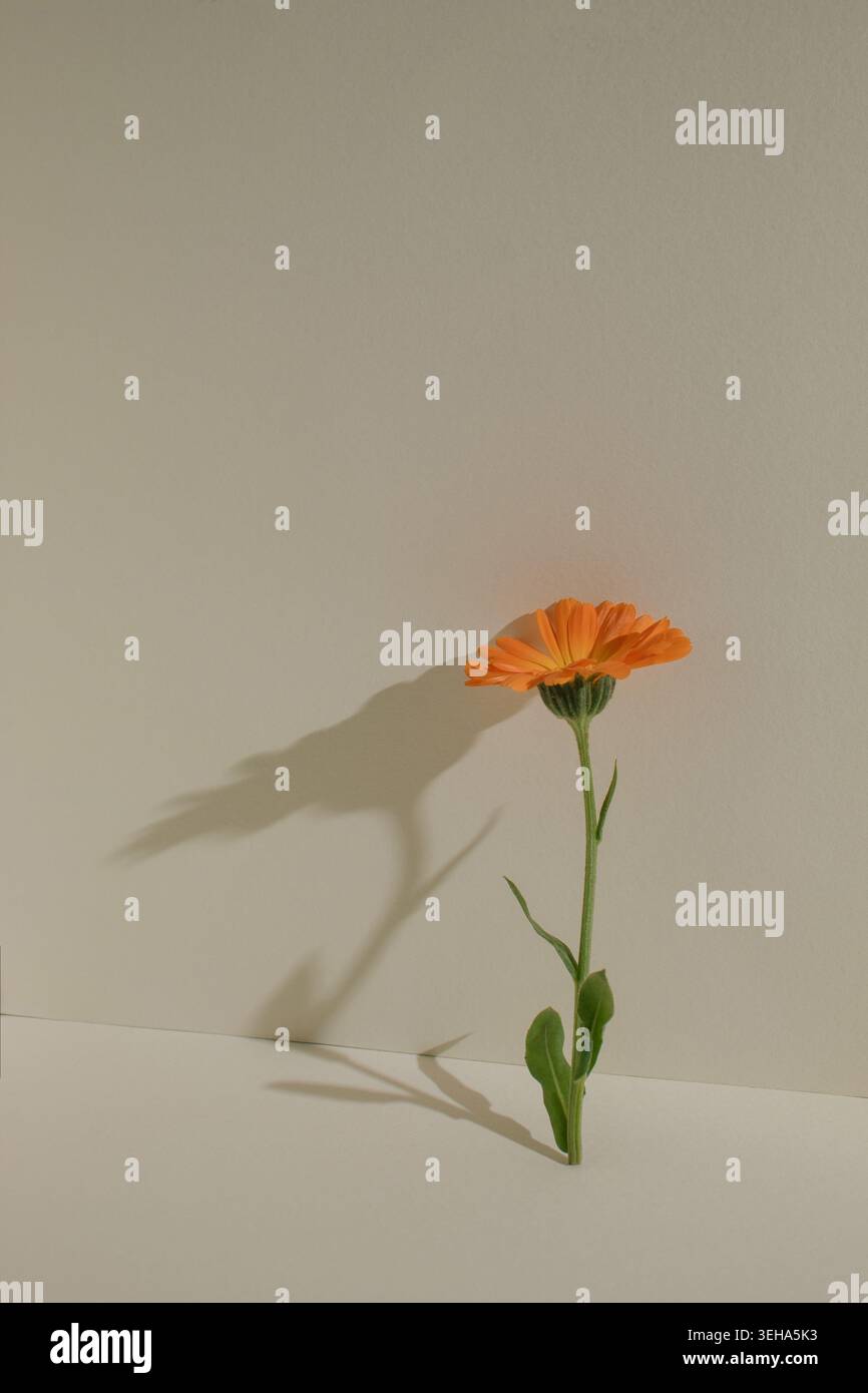 Minimale florale Komposition mit oranger Ringelblume und dramatischem Schatten auf warmbeigem Hintergrund mit Kopierraum. Schlüsselwörter: Stockfoto