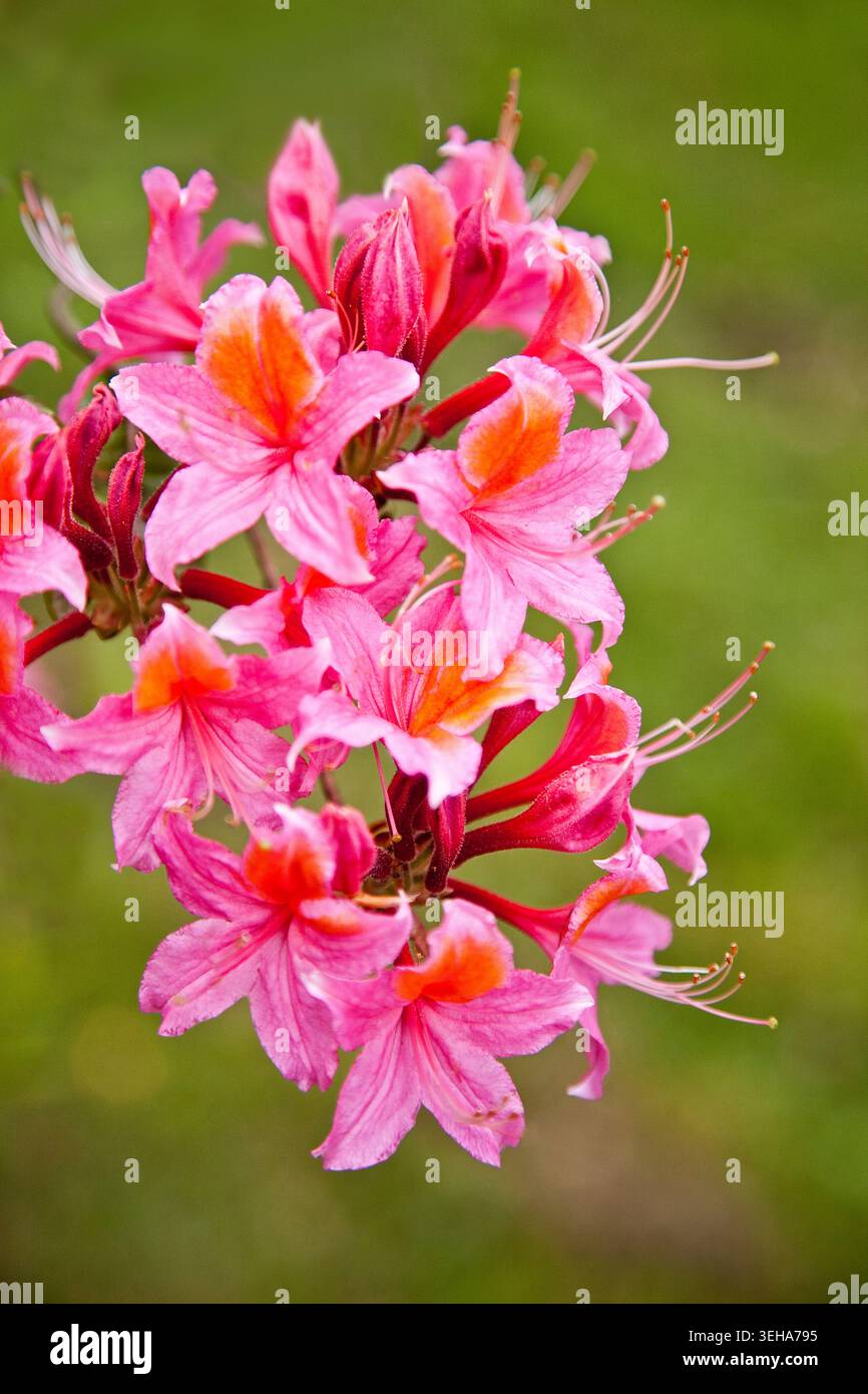 Leuchtend rosa Azaleblüten, die im sanften Frühlingslicht leuchten, mit zarten Blütenblättern und lebhaften orangefarbenen Markierungen vor einem Bokeh-grünen Hintergrund. Stockfoto