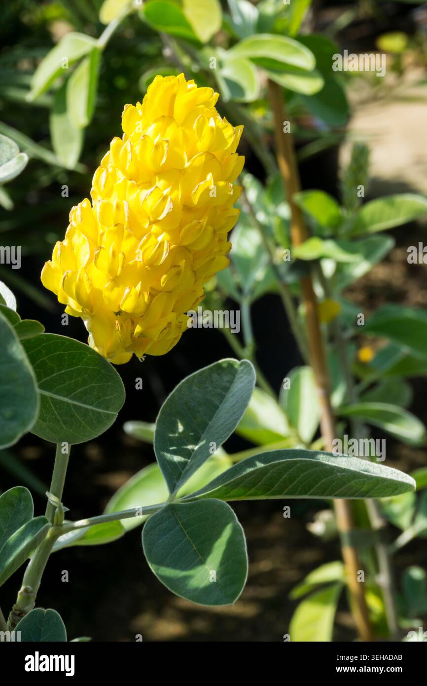 Marokkanischer Besen, Argyrocytisus battandieri. Stockfoto