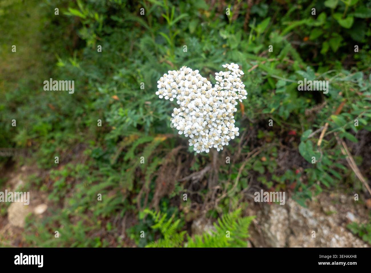 Gewöhnliche Schafgarbe ( Achillea millefolium ) Kalifornien Big Sur Coast Stockfoto