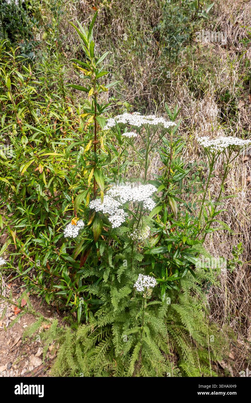 Gewöhnliche Schafgarbe ( Achillea millefolium ) Kalifornien Big Sur Coast Stockfoto