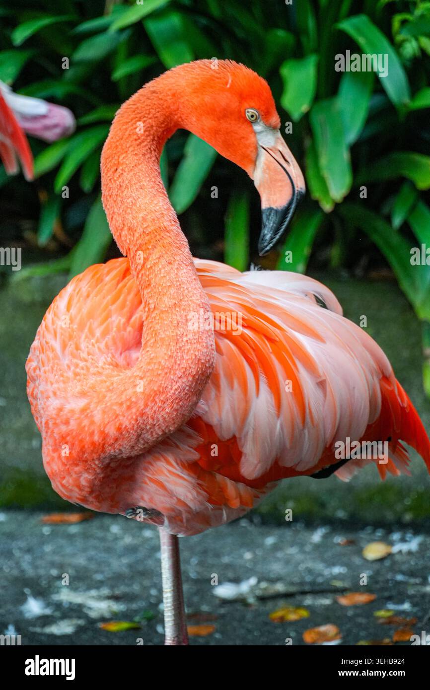 Rot-weißer Flamingo auf einem Bein in üppiger grüner Vegetation, vertikale Komposition Stockfoto