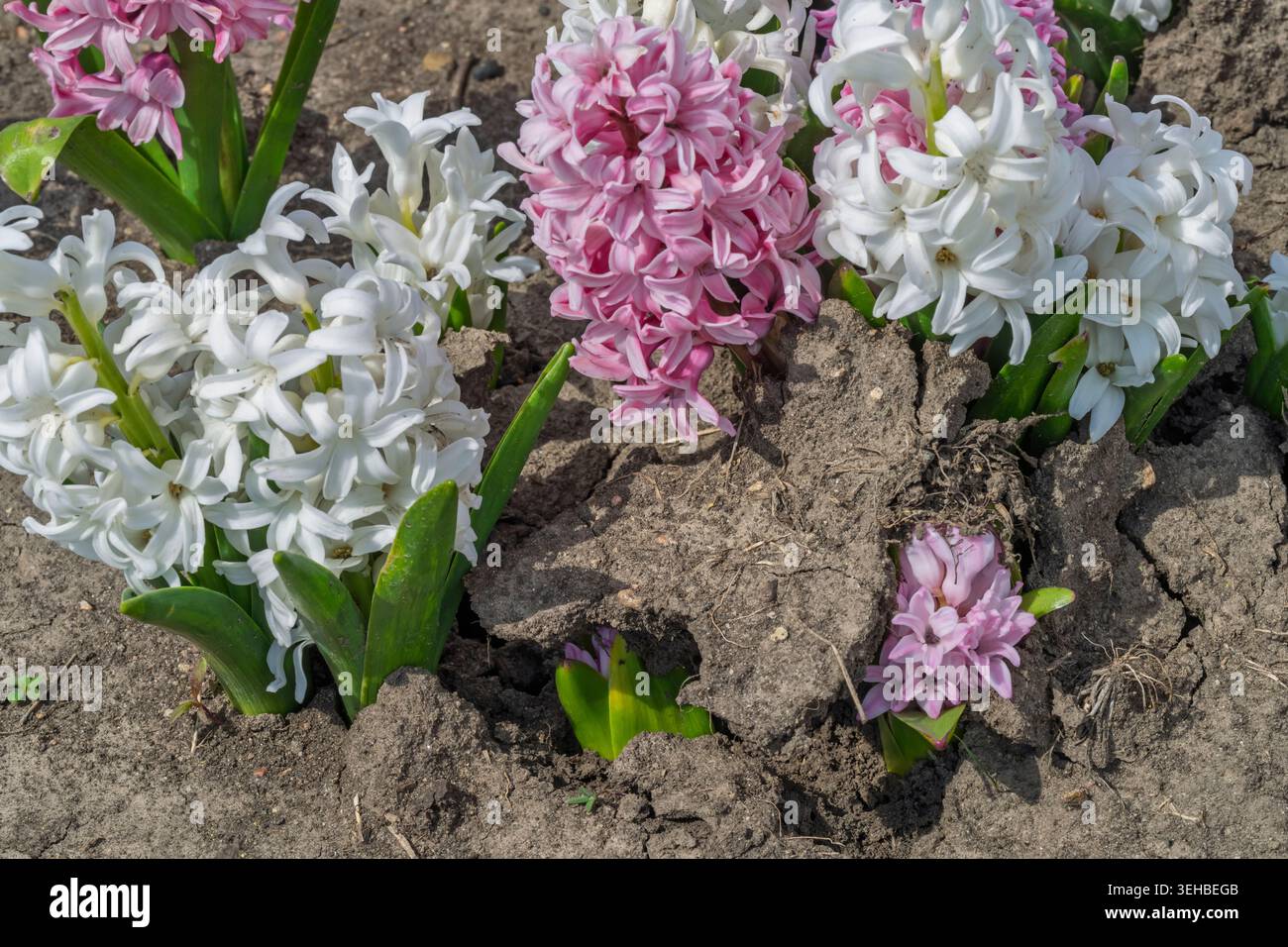 Aufstrebende Hyazinthen im Center Grove Orchard, Cambridge, Iowa, USA. Stockfoto