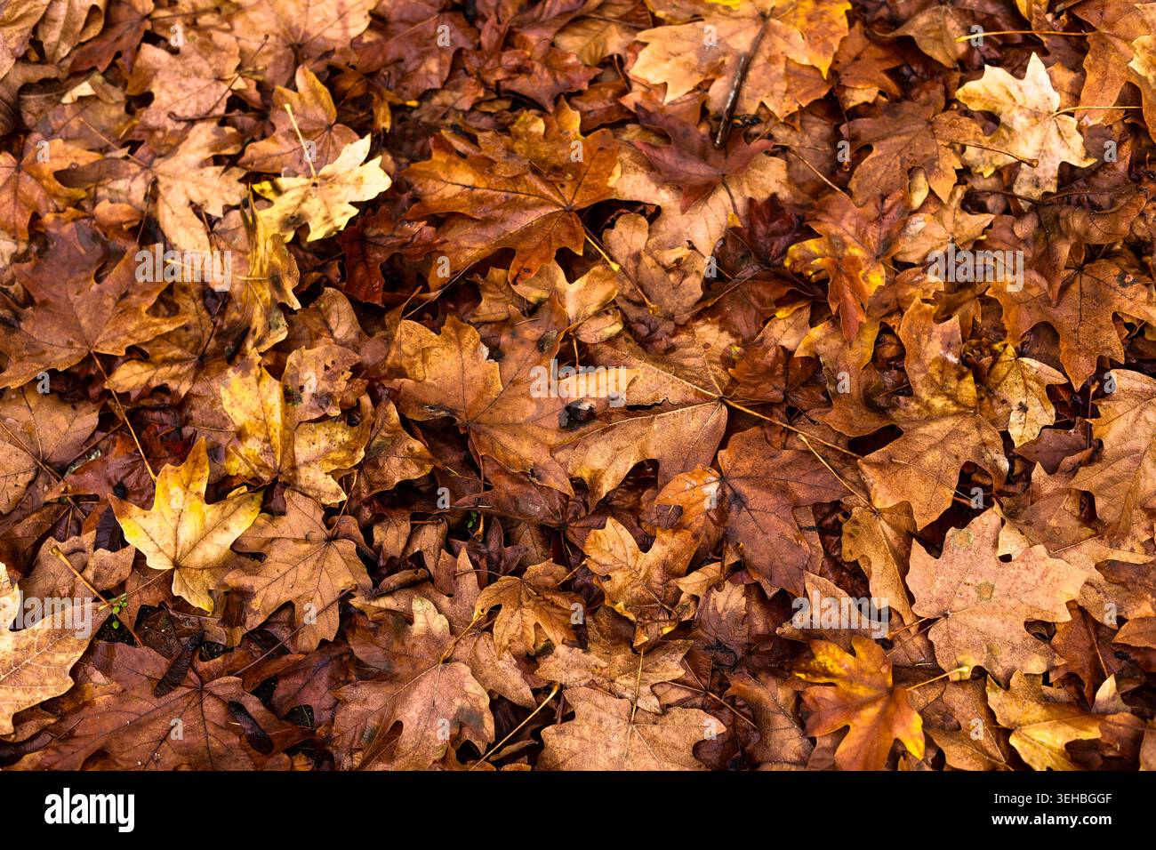 Ein Teppich aus Ahornblättern im Spätherbst Stockfoto