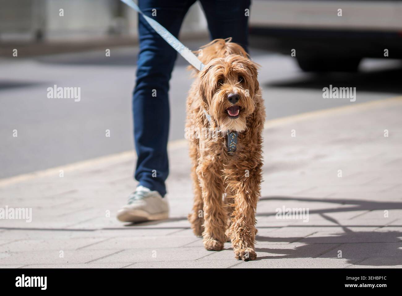 Mit einem fröhlichen Schritt und zerzausten Locken, die das Licht einfangen, verwandelte sich der Cobberdog zu einem gewöhnlichen Stadtspaziergang. Australischer Cobberdog auf einem Bürgersteig der Stadt. Stockfoto