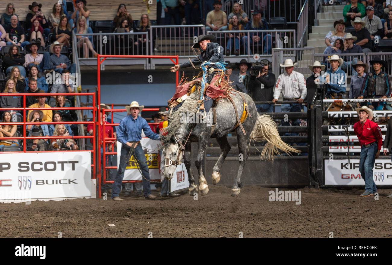 Red Deer, Kanada. 23. Mai 2026. Hunter Sippola aus Cardston, Alberta, reitet beim Red Deer Pro Rodeo im Westerner Park auf einer Sattelbronze. Quelle: K. Fischer/Alamy Stockfoto
