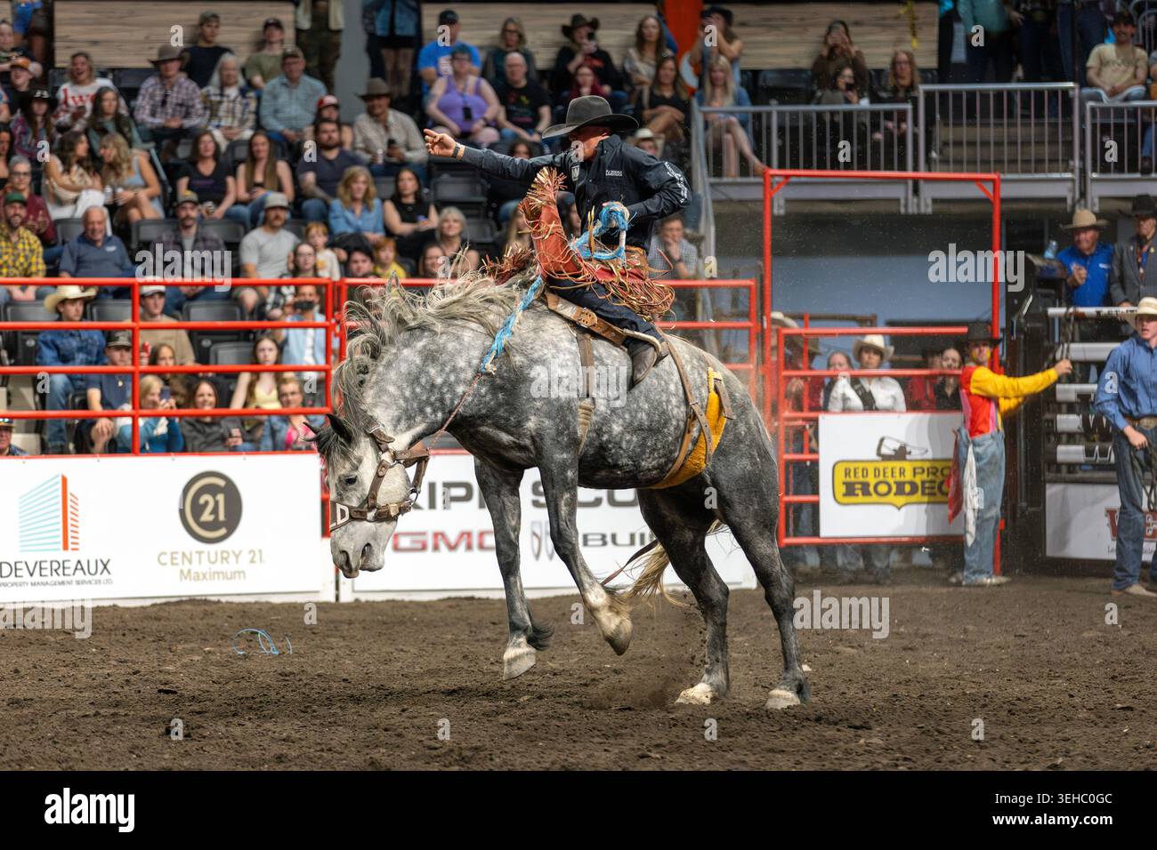 Red Deer, Kanada. 23. Mai 2026. Hunter Sippola aus Cardston, Alberta, reitet beim Red Deer Pro Rodeo im Westerner Park auf einer Sattelbronze. Quelle: K. Fischer/Alamy Stockfoto