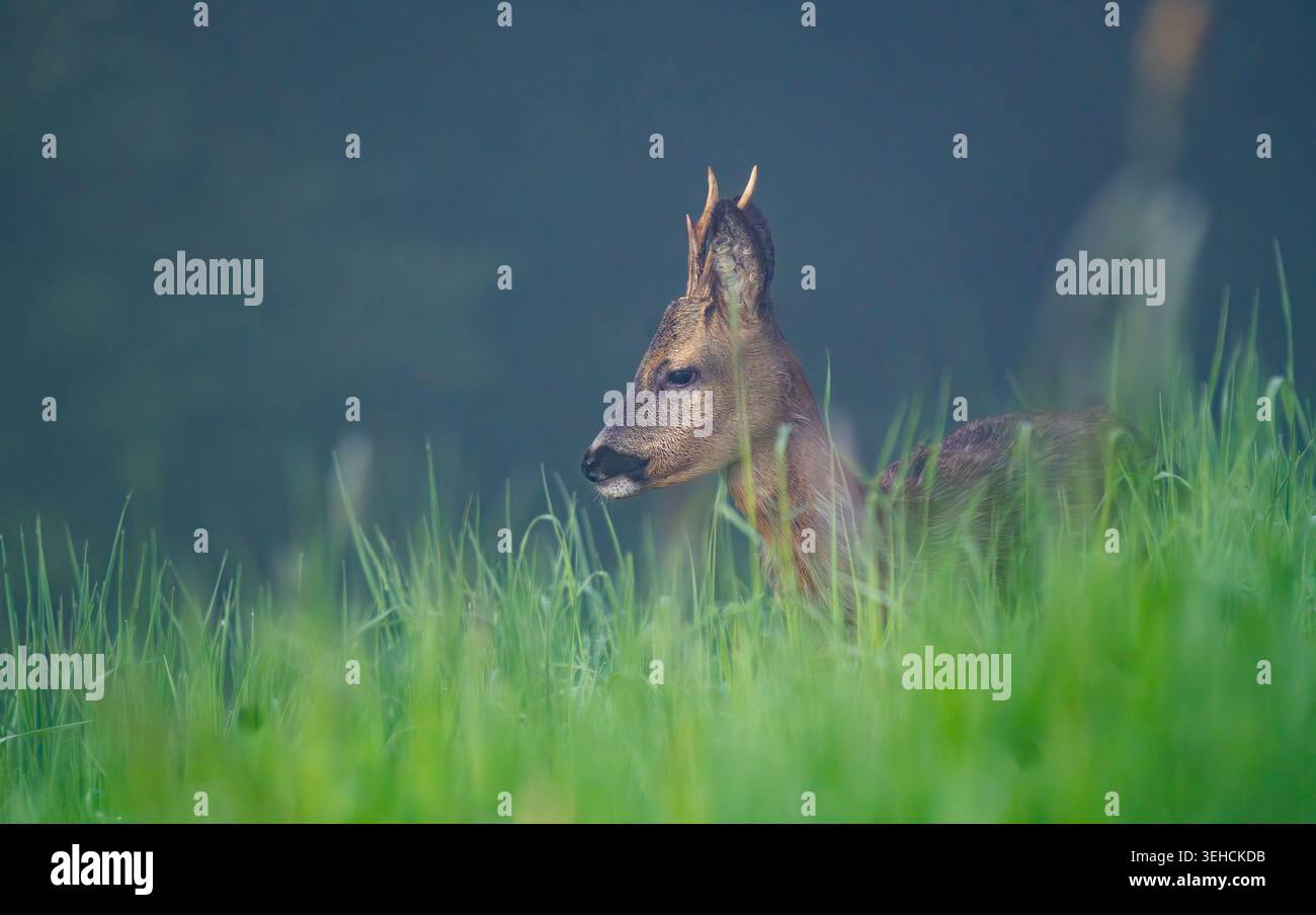 Rehbock im hohen Gras Stockfoto