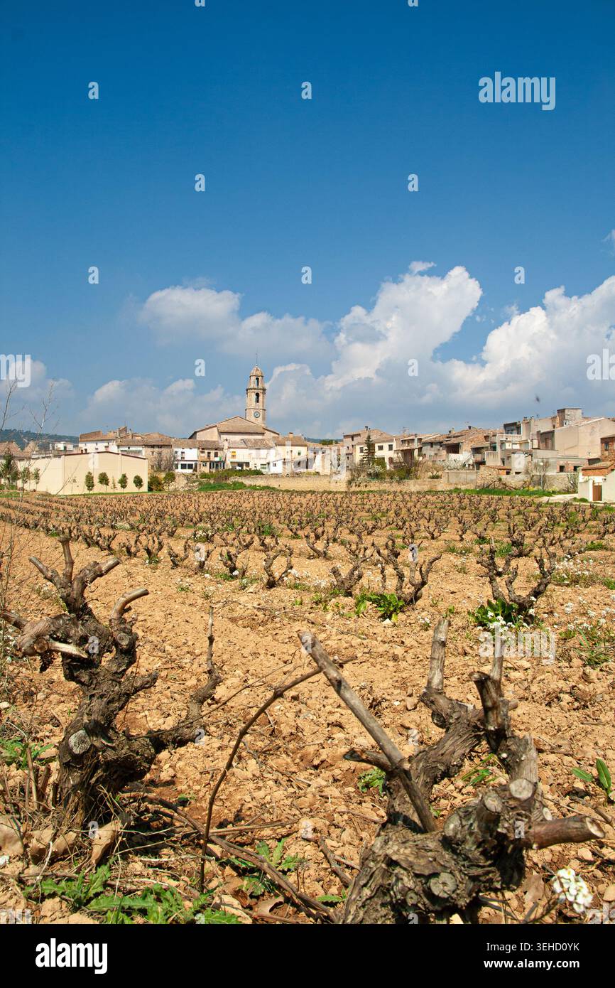 Weinbaureihen, die das Weinkulturerbe in Spanien begründen Stockfoto