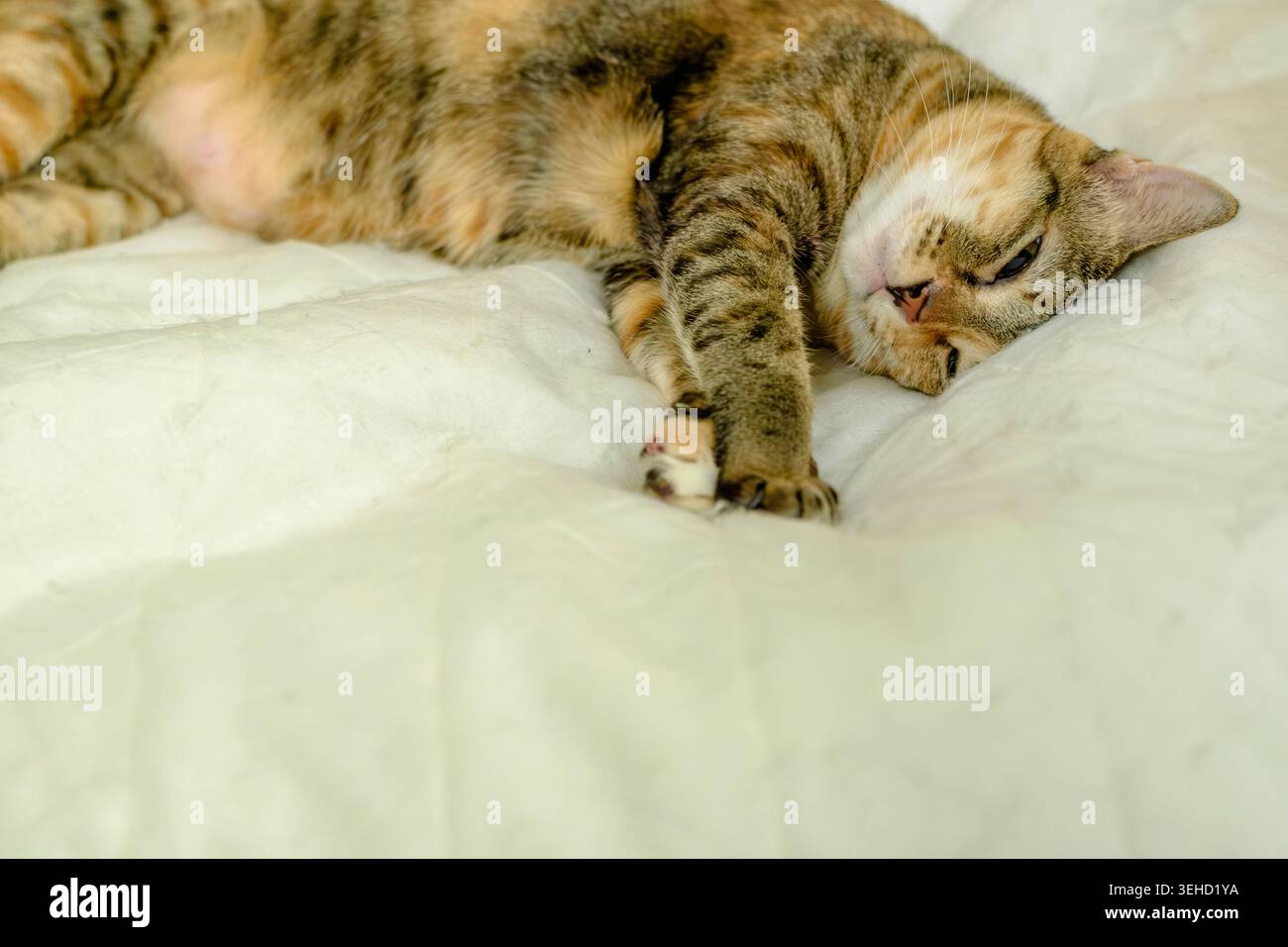 Eine verschlafene, häusliche Calico-Tabby-Katze liegt auf einem bequemen weißen Bett und blickt halb wach auf die Kamera Stockfoto