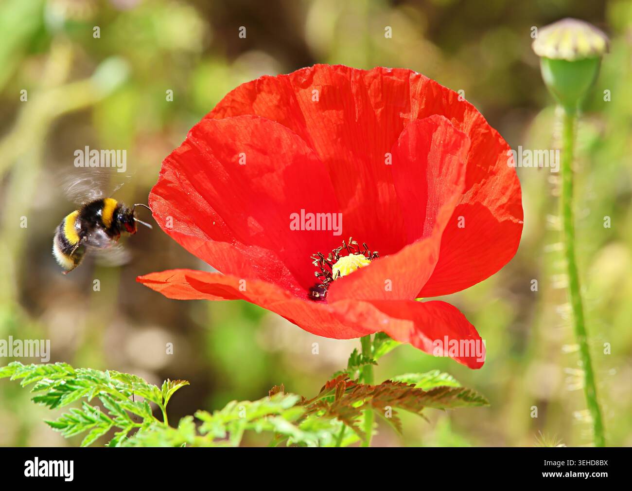 Hummel besucht eine rote Mohnblume Stockfoto