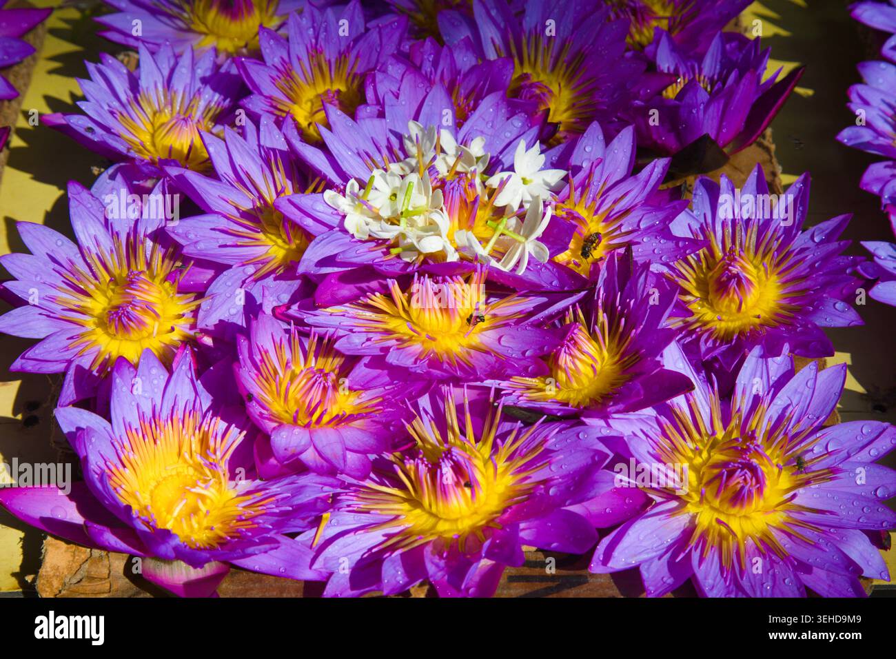 Sri Lanka, Kandy, Blumenopfer, Blumen, Stockfoto