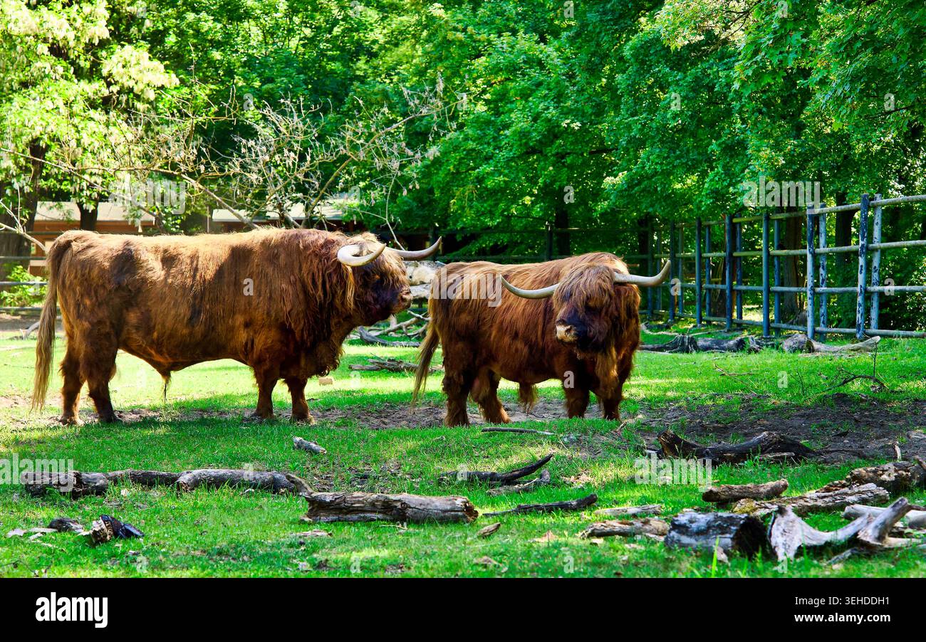 Zwei beeindruckende europäische Bisons stehen an einem sonnigen Tag auf einem grünen Grasgehege, umgeben von dichten Bäumen Stockfoto