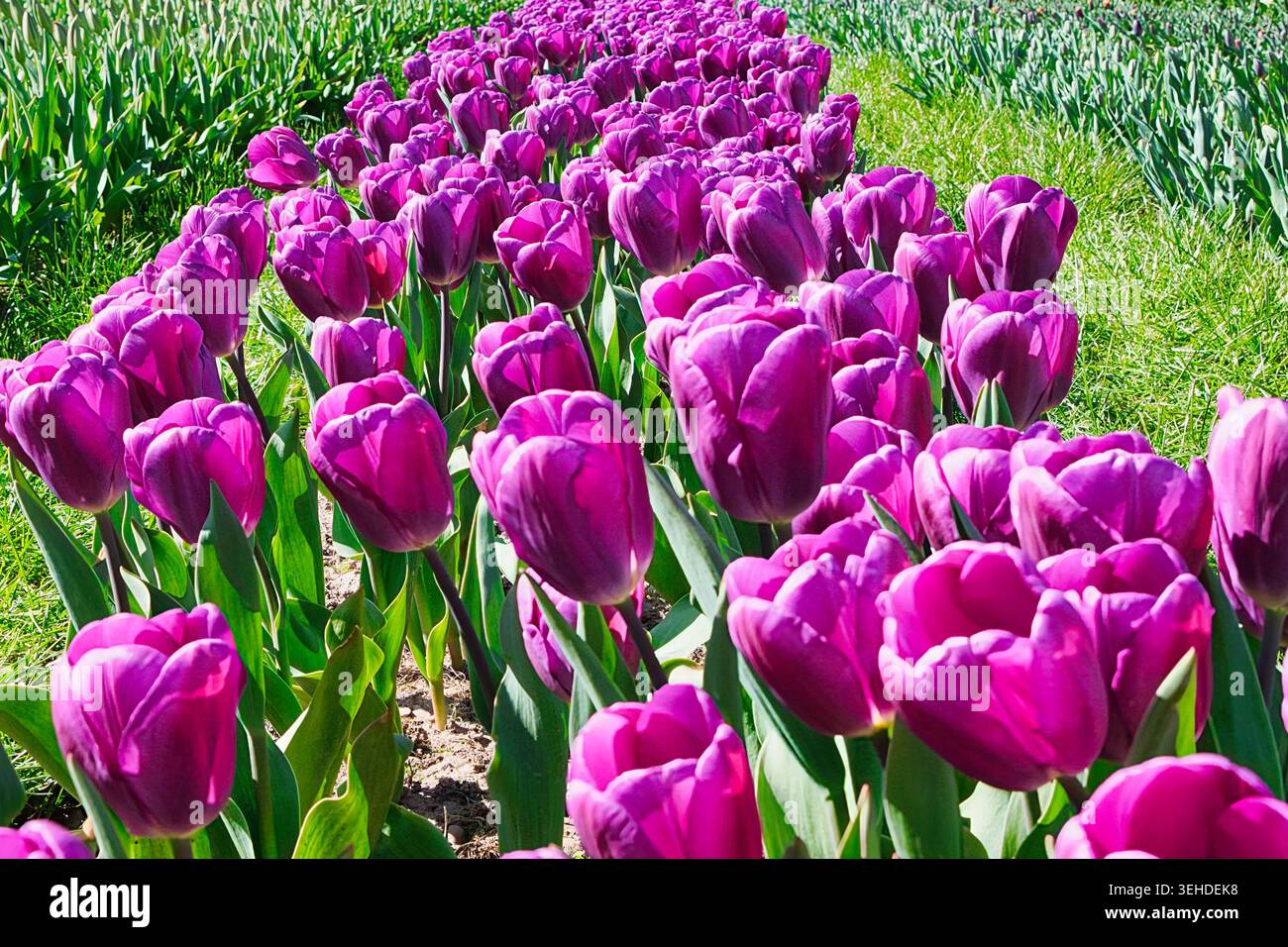 Tulpen in der Sonne Stockfoto