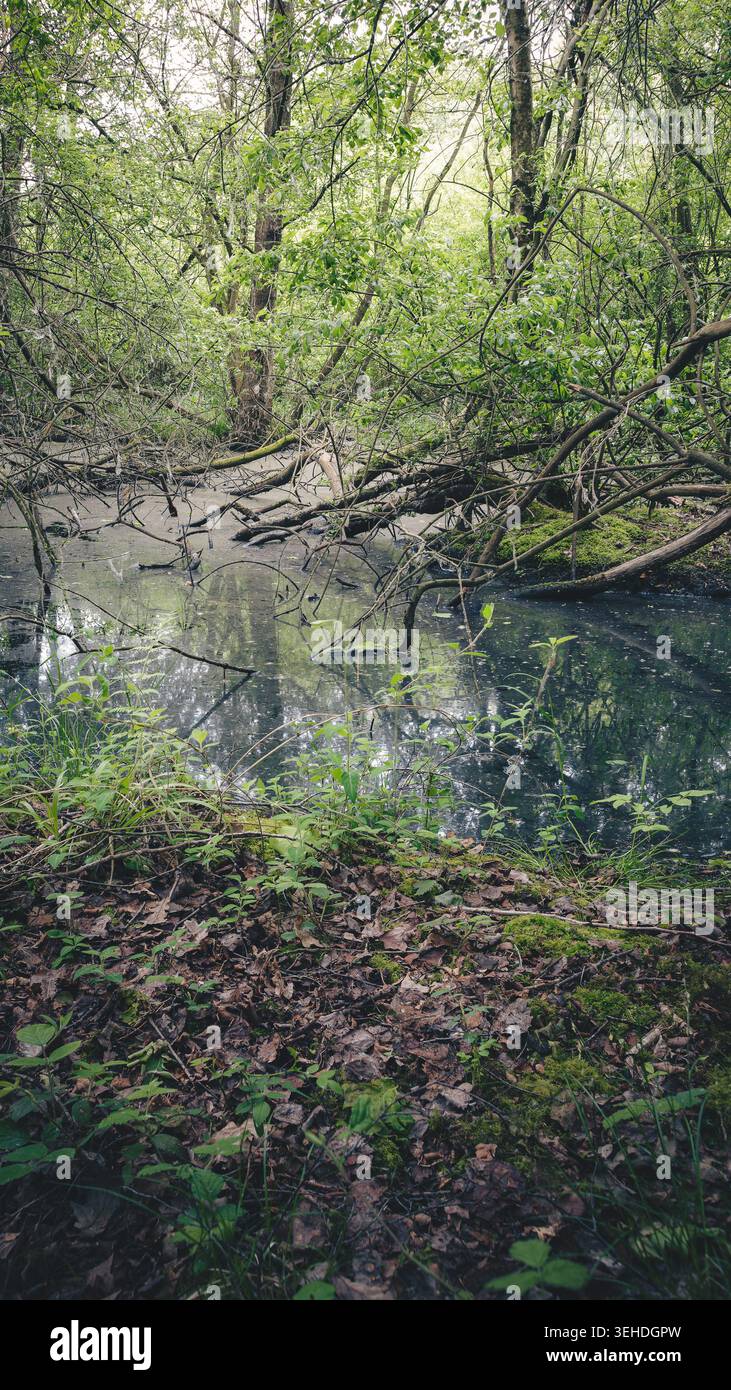 Whispers of Claybrook Marsh Nature Reserve, Coventry, West Midlands, Mai 2026 Stockfoto