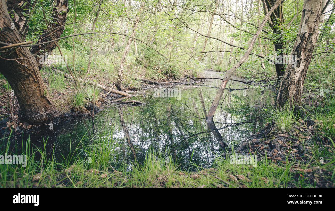 Whispers of Claybrook Marsh Nature Reserve, Coventry, West Midlands, Mai 2026 Stockfoto
