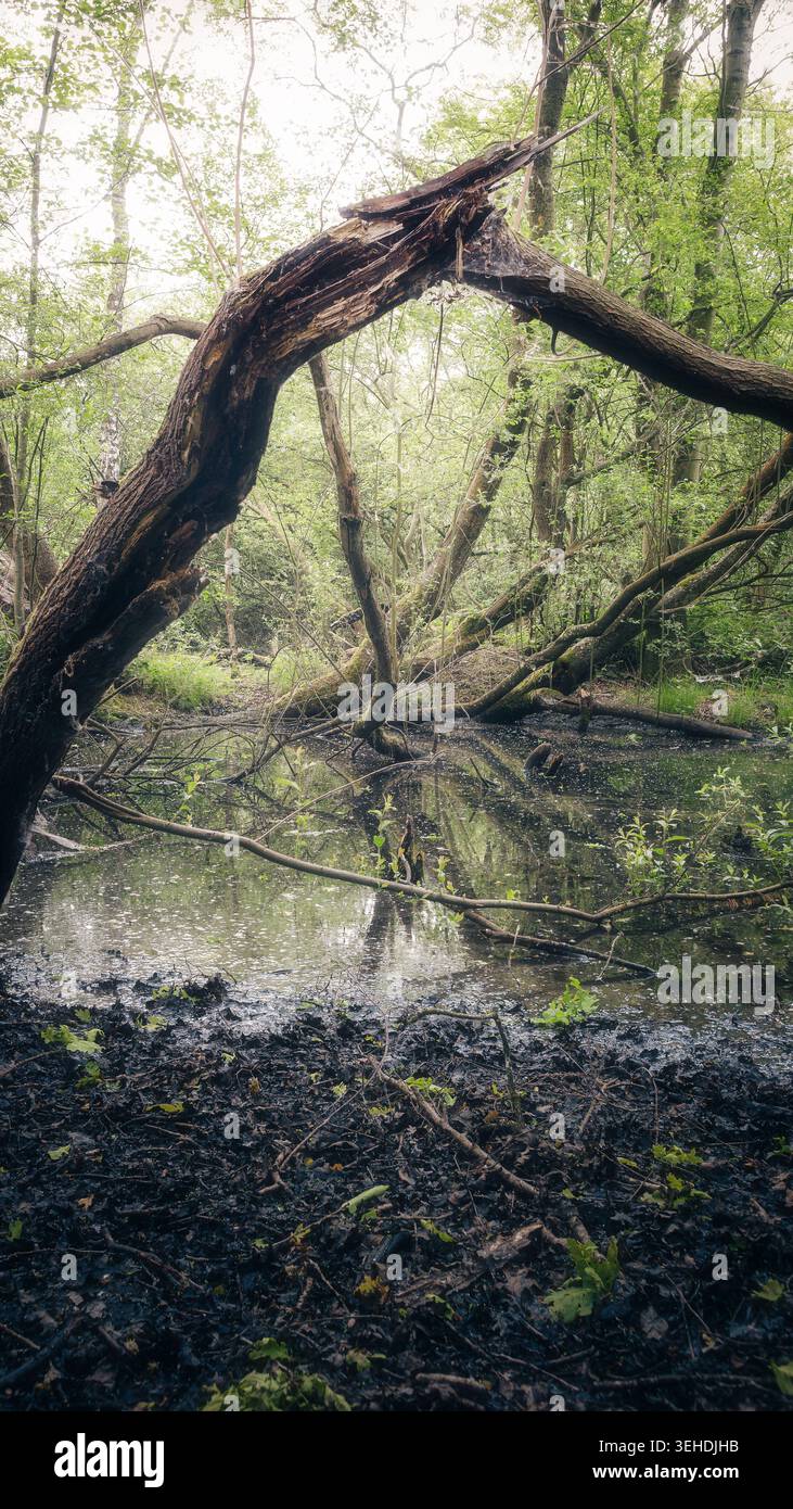 Whispers of Claybrook Marsh Nature Reserve, Coventry, West Midlands, Mai 2026 Stockfoto