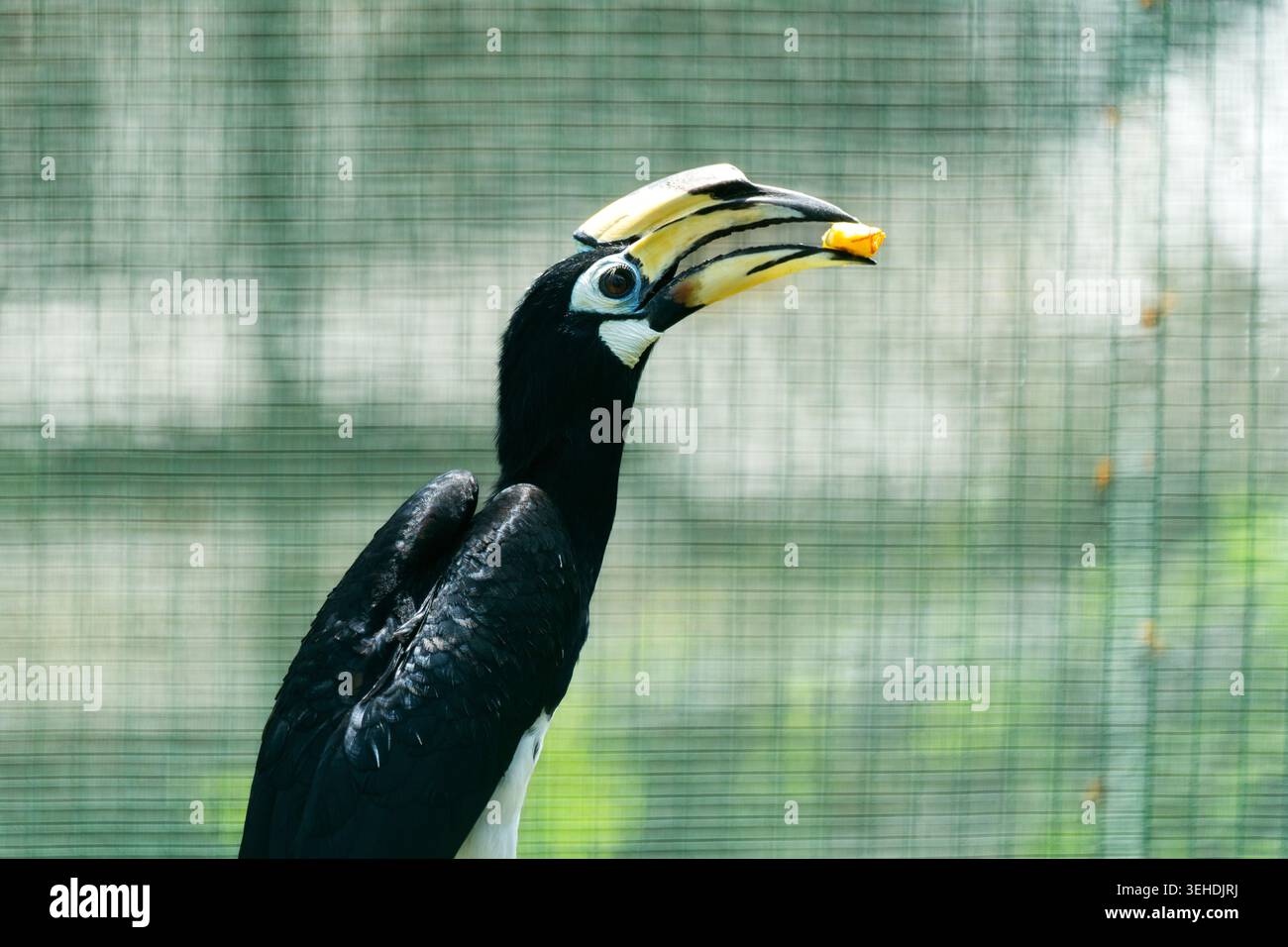 Riental-Hainschnabel (Anthracoceros albirostris) mit einem Stück gelben Früchten, die in seinem großen, geschwungenen gelb-schwarzen Seebrück gehalten werden. Der Vogel steht promin Stockfoto