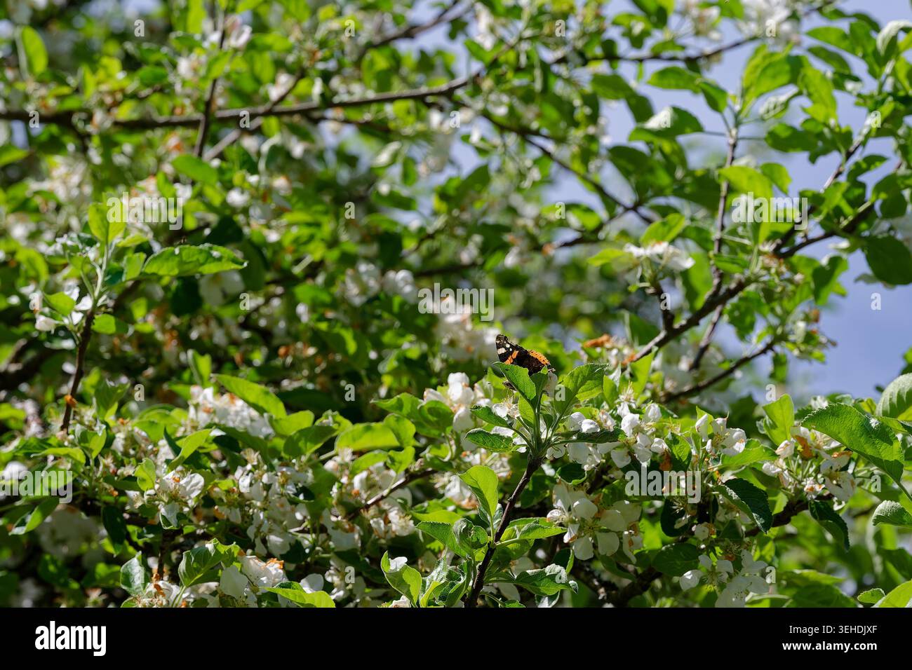 Vanessa atalanta, der rote Admiral, ist ein mittelgroßer Schmetterling mit schwarzen Flügeln, roten Bändern und weißen Flecken. Stockfoto