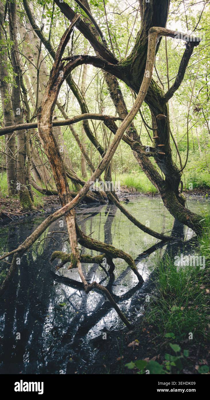 Whispers of Claybrook Marsh Nature Reserve, Coventry, West Midlands, Mai 2026 Stockfoto