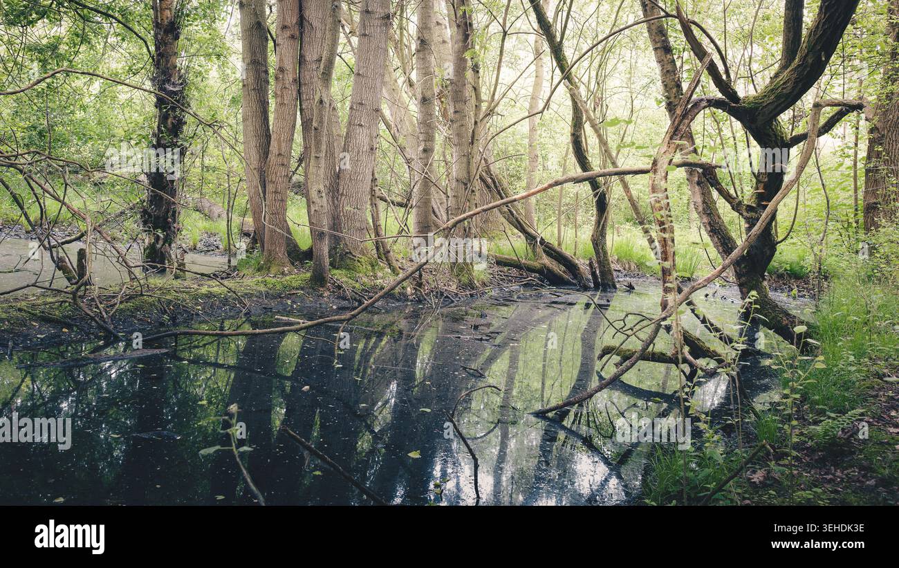 Whispers of Claybrook Marsh Nature Reserve, Coventry, West Midlands, Mai 2026 Stockfoto