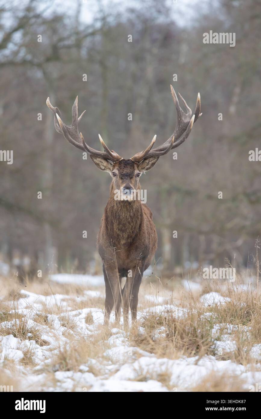 Rotwild, Cervus elaphus, Rotwild im Schnee, Dänemark Stockfoto