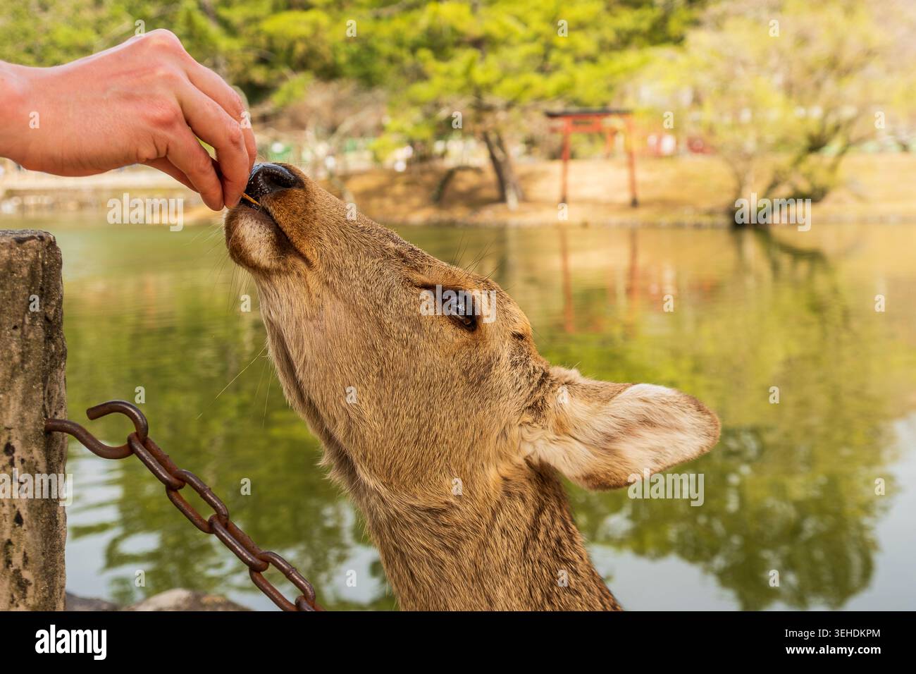 Nahaufnahme von Hirschen, die von Hand essen, im Nara Park, Japan. Stockfoto