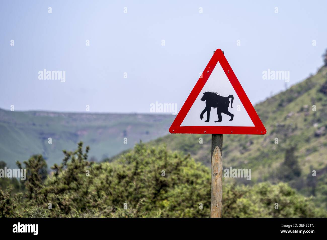 Warnschild für Affen, Südafrika Stockfoto