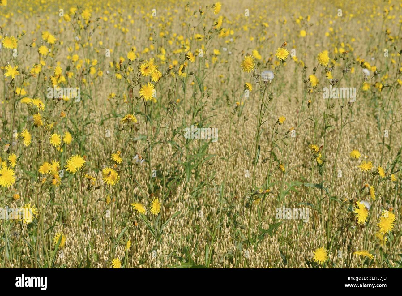 Wiese Pippau (Crepis biennis), Naturschutzgebiet Huelser Bruch, Krefeld, Nordrhein-Westfalen, Deutschland Stockfoto