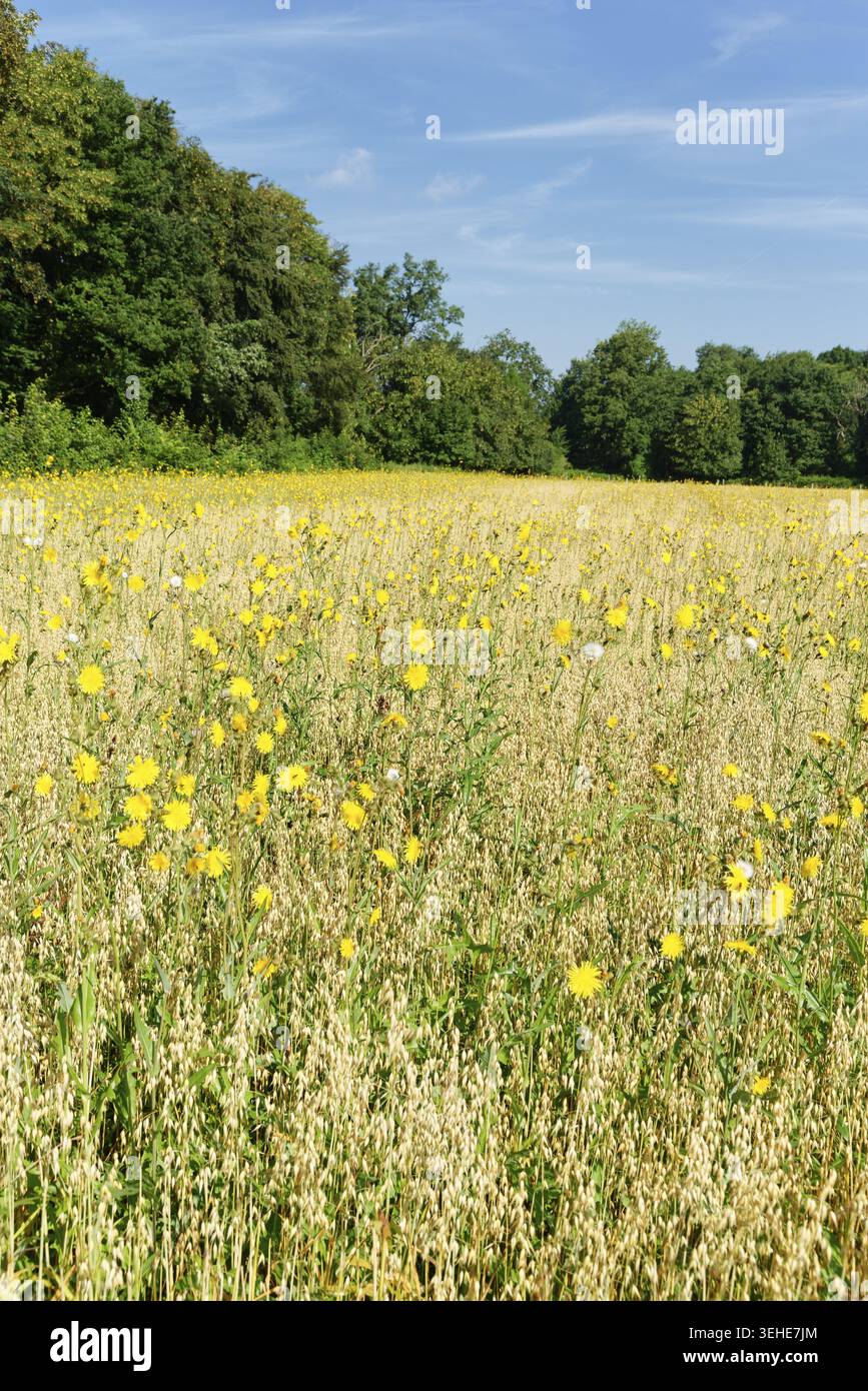 Wiese Pippau (Crepis biennis), Naturschutzgebiet Huelser Bruch, Krefeld, Nordrhein-Westfalen, Deutschland Stockfoto