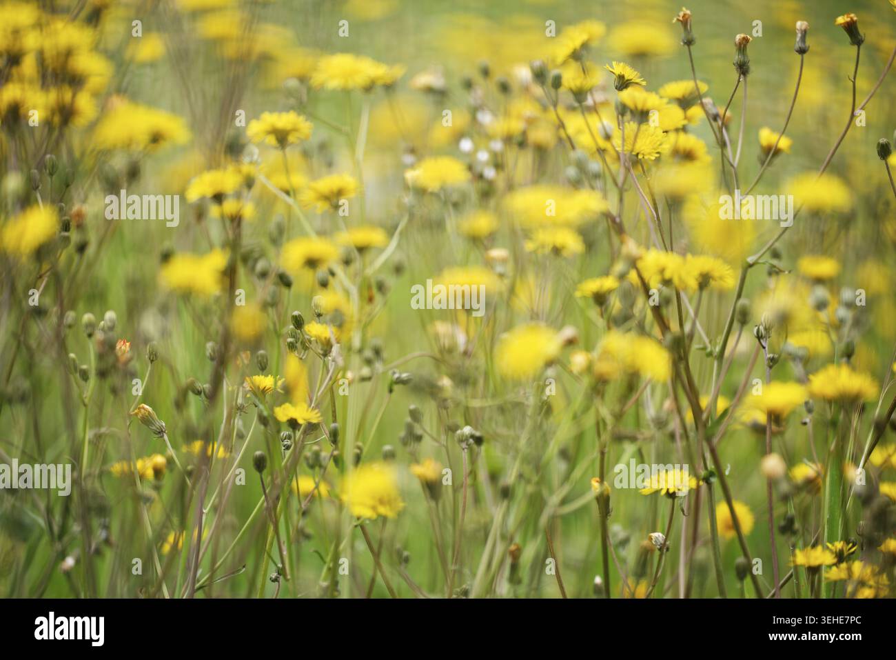 Wiese Pippau (Crepis biennis), Naturschutzgebiet Huelser Bruch, Krefeld, Nordrhein-Westfalen, Deutschland Stockfoto
