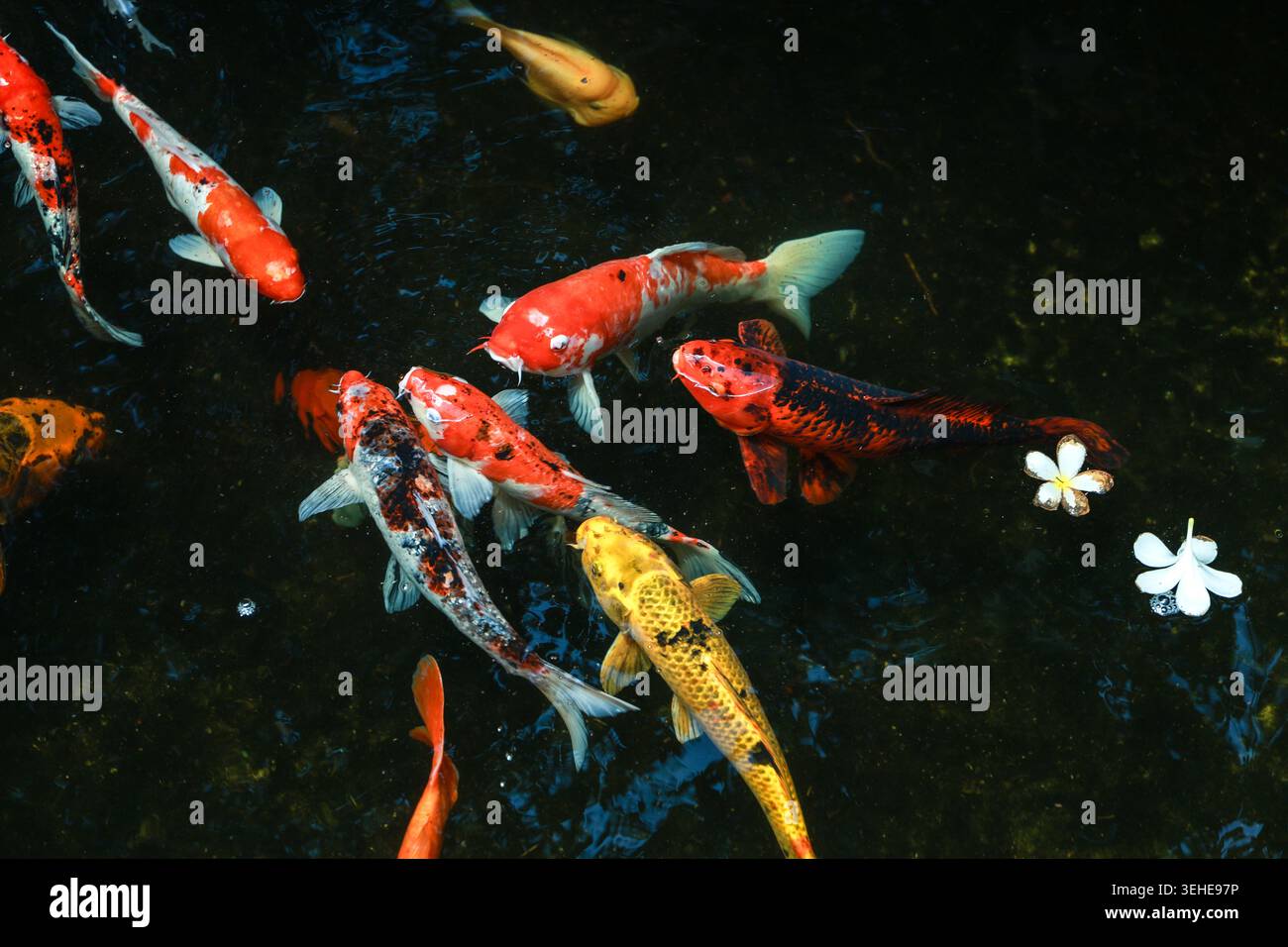 Gruppe von lebendigen Koi-Fischen, die friedlich im dunklen Teich mit schwimmenden weißen Blumenblättern schwimmen, schaffen eine ruhige Zen-Atmosphäre für eine friedliche Medita Stockfoto