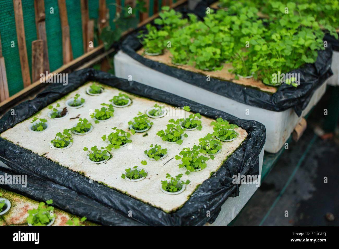 Leuchtend grüne hydroponische Salatkeimlinge, die weiße rechteckige Styroporbehälter mit schwarzem Kunststoff anbauen, vermitteln ein Gefühl von friedlicher Landwirtschaft Stockfoto