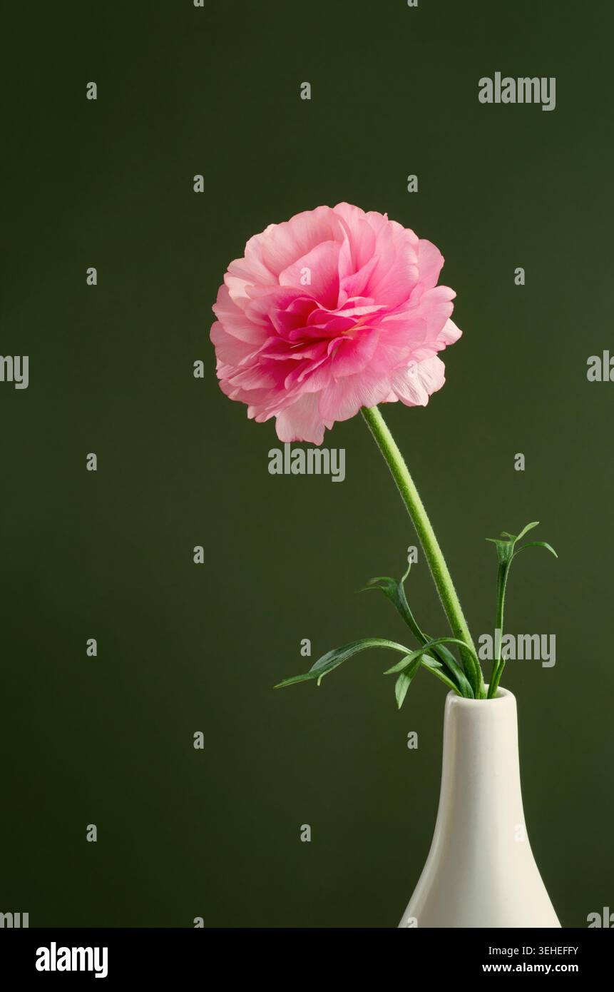 Einzelner rosafarbener Ranunkel in einer weißen Vase. Stockfoto