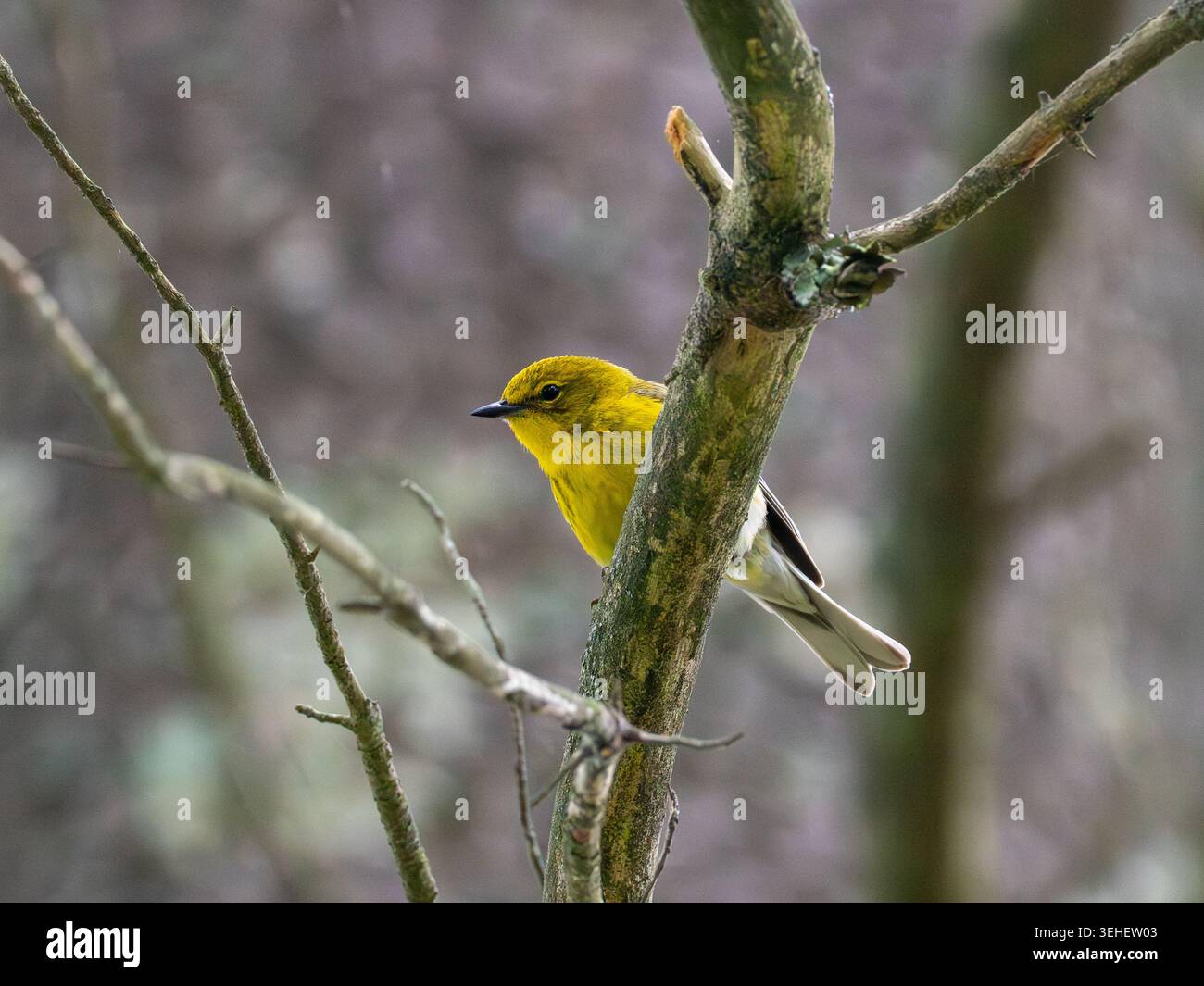Pinienkraut, Setophaga pinus, am Atwood Lake, Ohio auf einem Ast in einer Kiefer Stockfoto