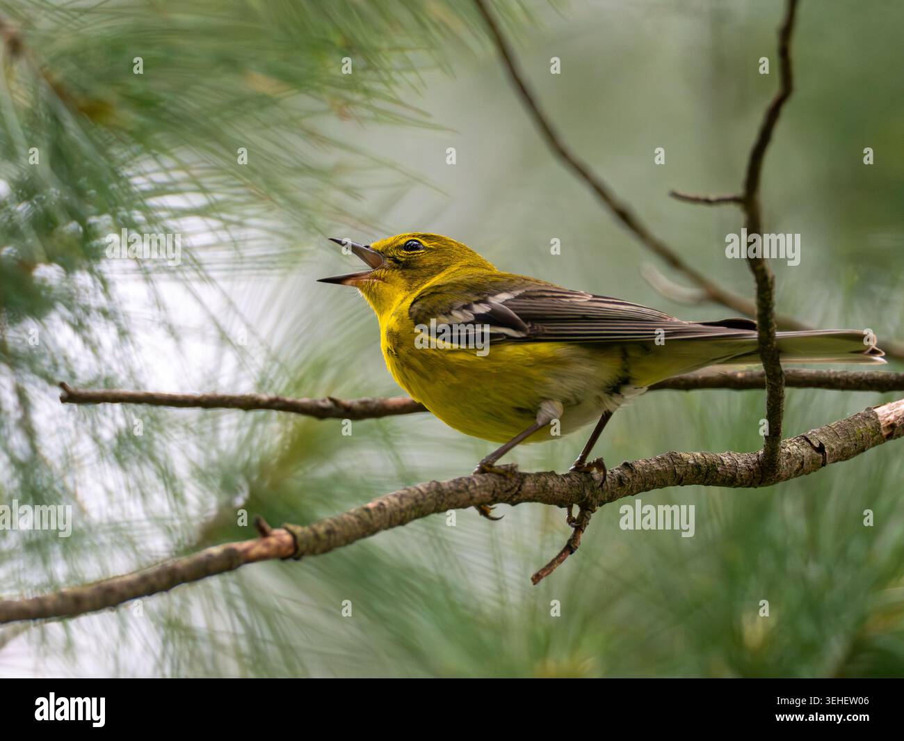 Pinienkraut, Setophaga pinus, am Atwood Lake, Ohio auf einem Ast in einer Kiefer Stockfoto