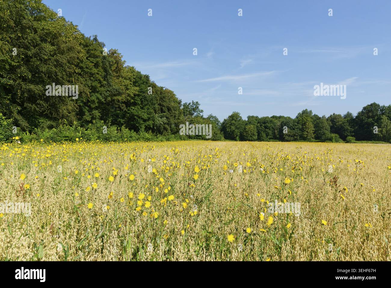 Wiese Pippau (Crepis biennis), Naturschutzgebiet Huelser Bruch, Krefeld, Nordrhein-Westfalen, Deutschland Stockfoto