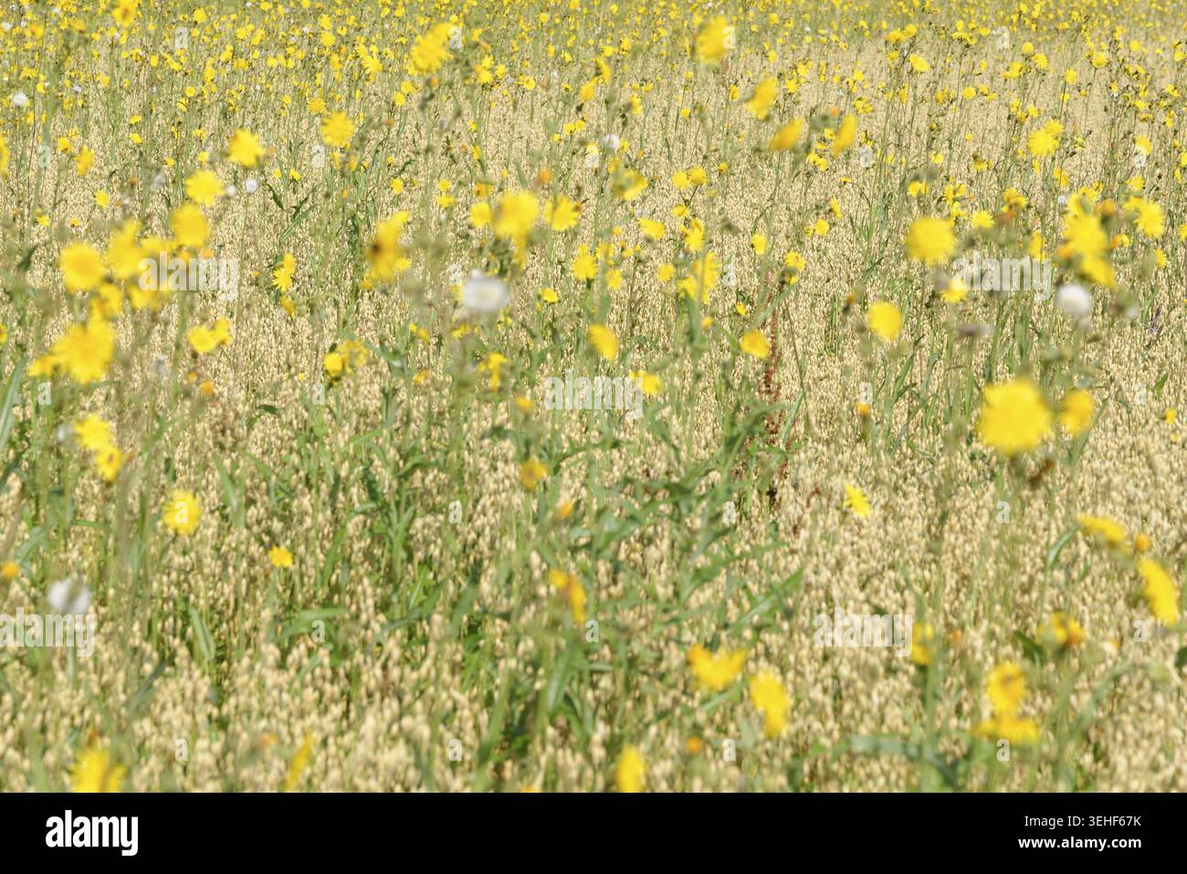 Wiese Pippau (Crepis biennis), Naturschutzgebiet Huelser Bruch, Krefeld, Nordrhein-Westfalen, Deutschland Stockfoto