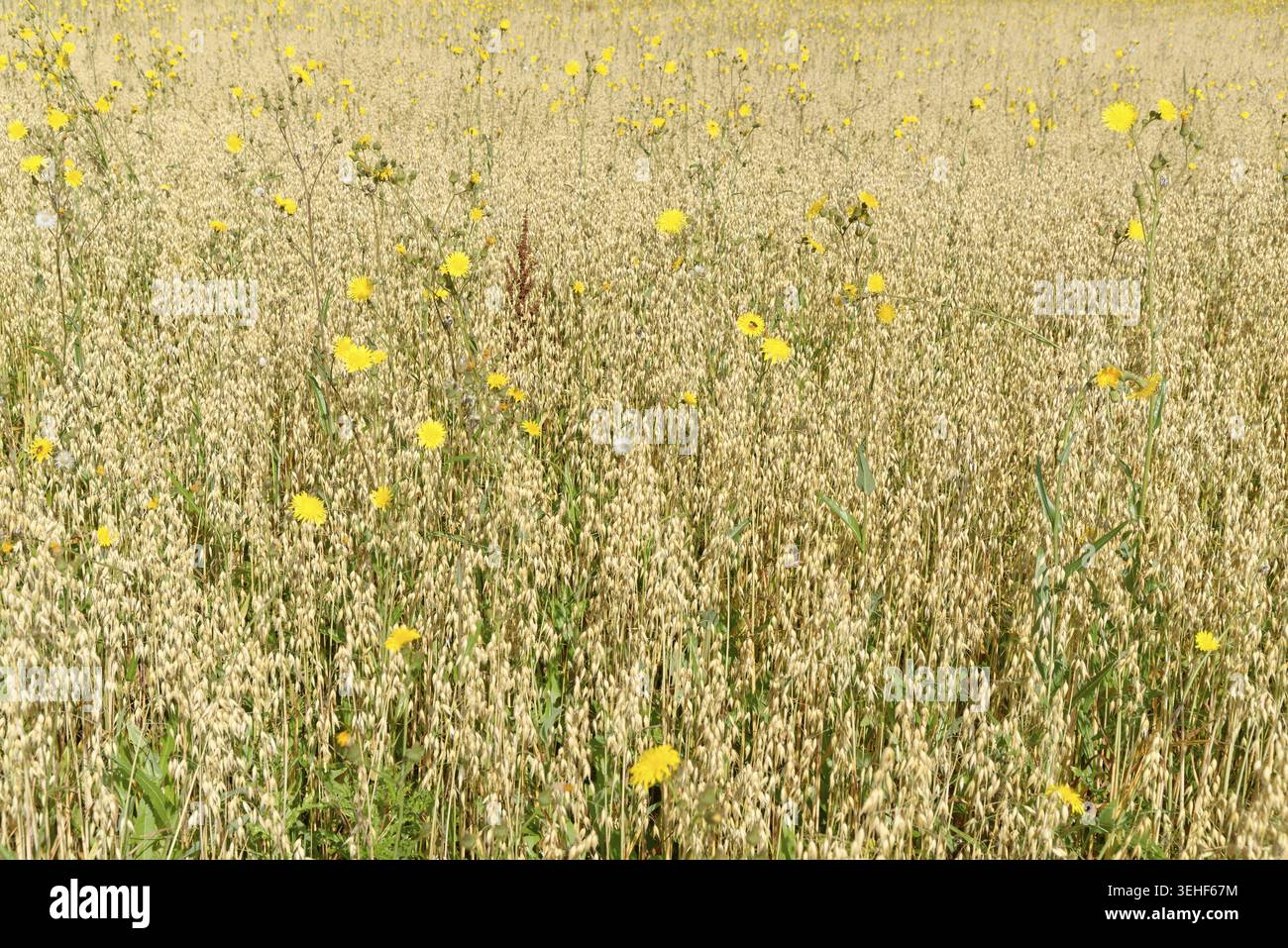Wiese Pippau (Crepis biennis), Naturschutzgebiet Huelser Bruch, Krefeld, Nordrhein-Westfalen, Deutschland Stockfoto