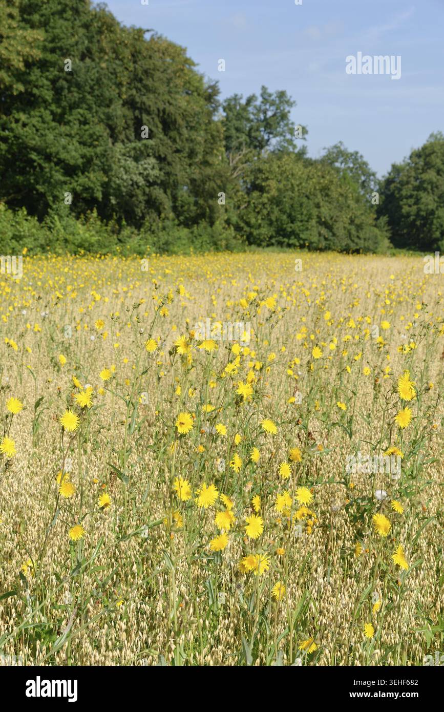 Wiese Pippau (Crepis biennis), Naturschutzgebiet Huelser Bruch, Krefeld, Nordrhein-Westfalen, Deutschland Stockfoto