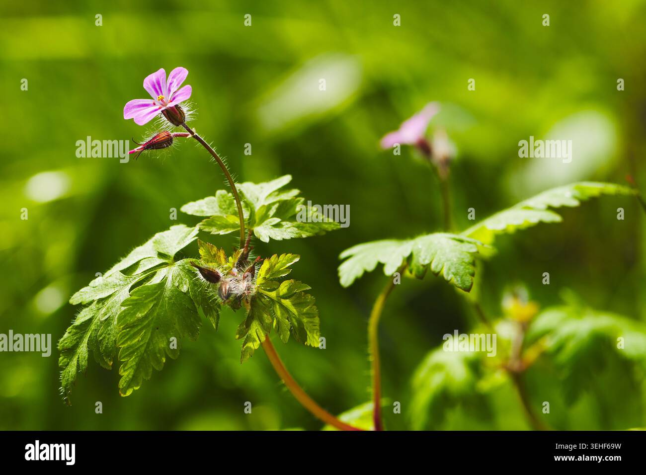 Makronaht von Herb Robert (Geranium robertanium) in Blüte an einem sonnigen Tag. Stockfoto