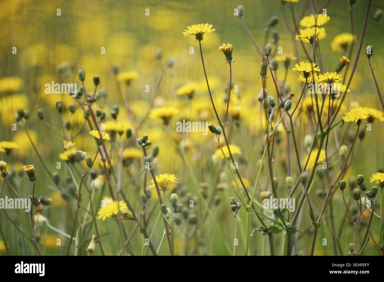 Wiese Pippau (Crepis biennis), Naturschutzgebiet Huelser Bruch, Krefeld, Nordrhein-Westfalen, Deutschland Stockfoto